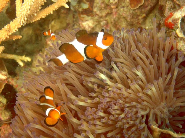 Amphiprion ocellaris 00262.JPG